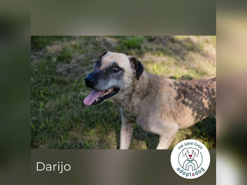 Darijo: Geschenk in Hundeform