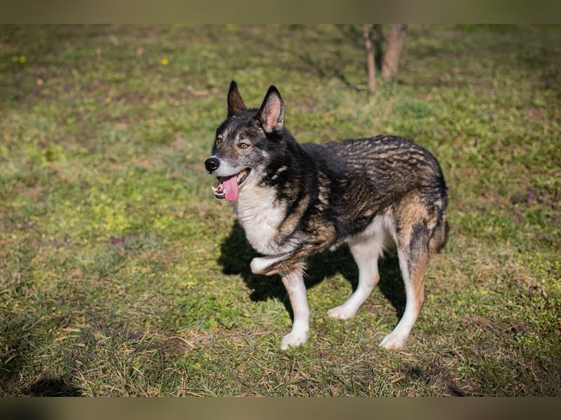 Collin: Lieber Hund mit Handicap