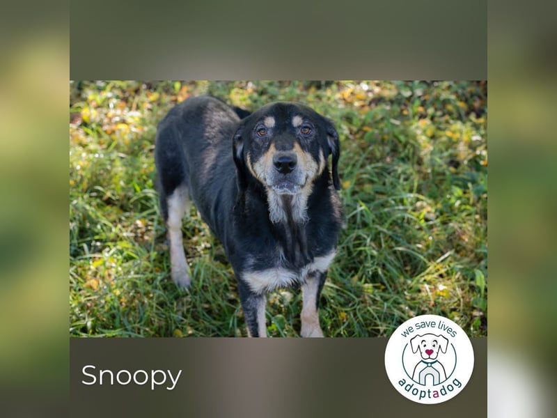 Snoopy: fröhlicher Rüde