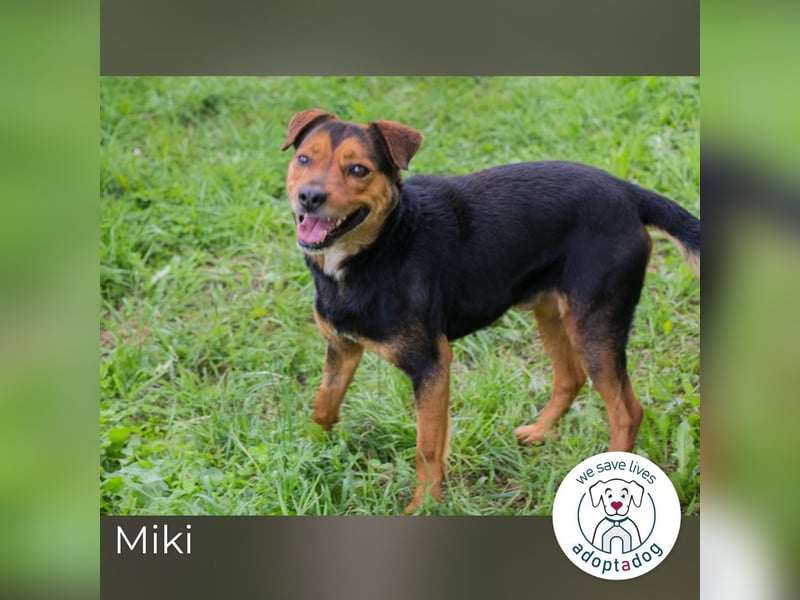 Miki: Liebenswerter Gefährte wartet