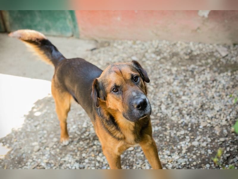 Buddy: Sucht ein Zuhause