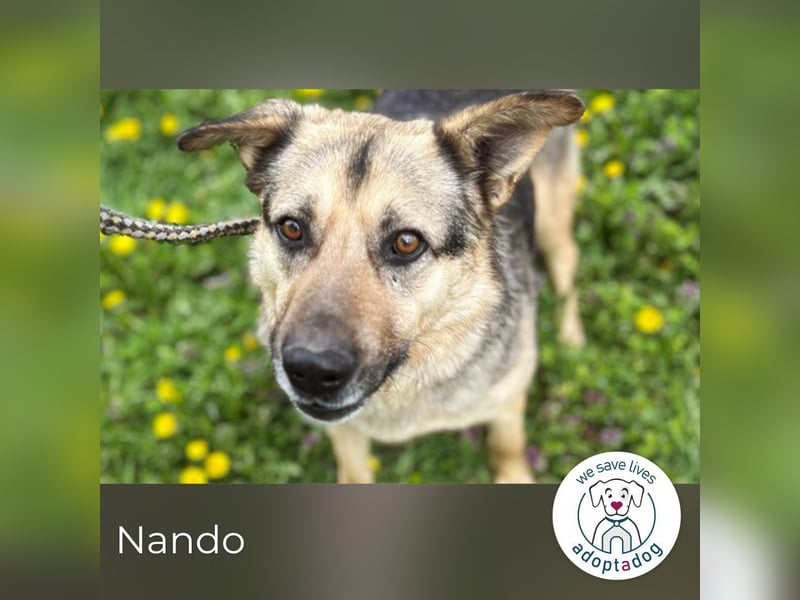 Nando: Spielgefährte gesucht!