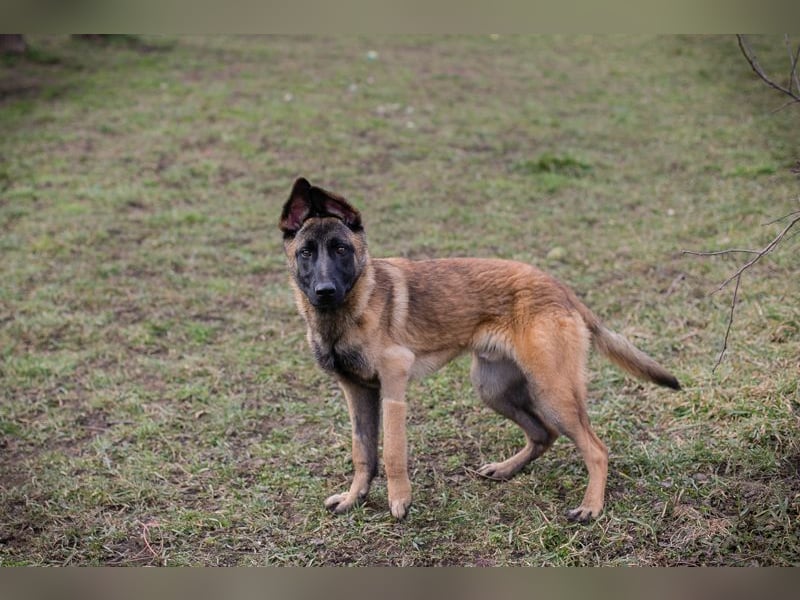 Lijan: Hundekind sucht ein Zuhause