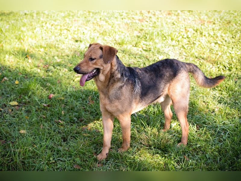 Cookie: Kennt nur das Tierheim