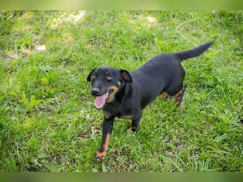 Chip 231610: Sucht ein Zuhause