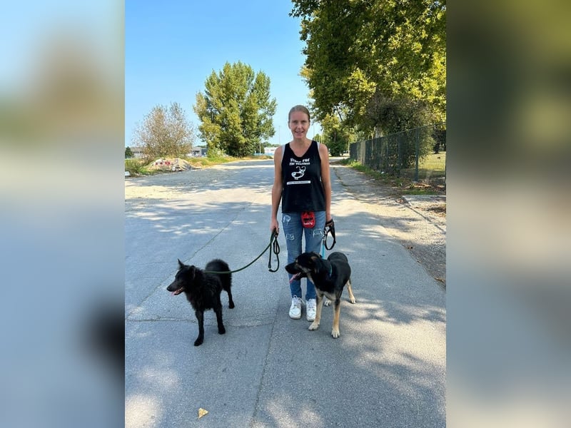 Maxi: Sonnenschein auf vier Beinen