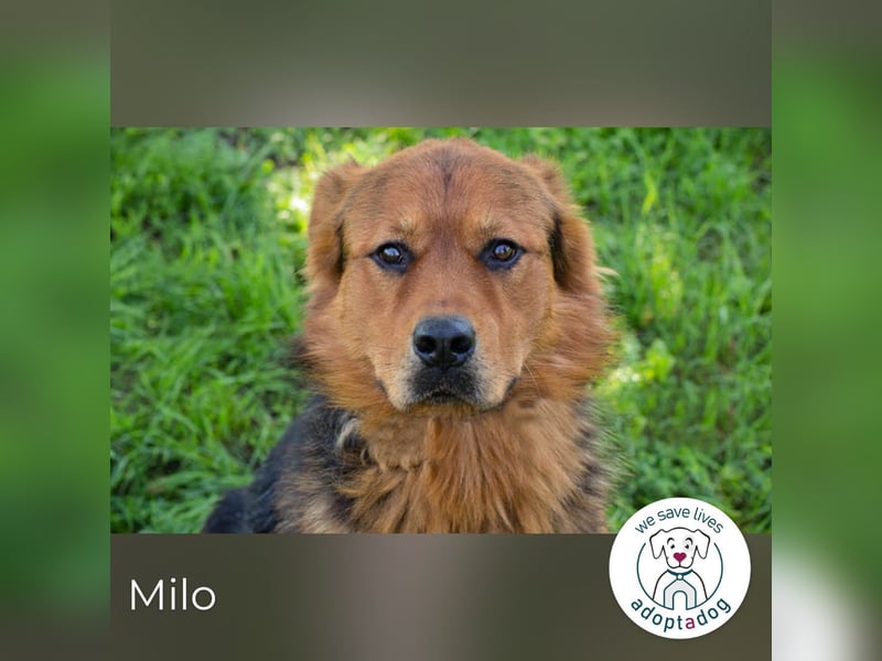 Milo – Harte Schale, weicher Kern
