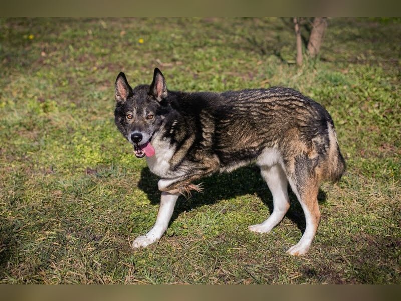 Collin: Lieber Hund mit Handicap