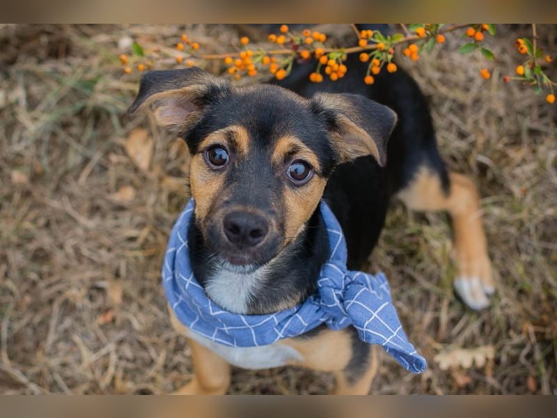 Chip 230354: Hundekind sucht ein Zuhause