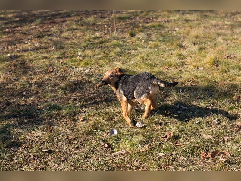 Cookie: Kennt nur das Tierheim
