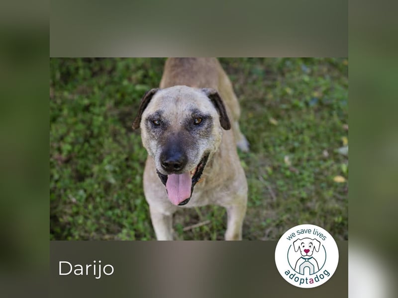 Darijo: Geschenk in Hundeform