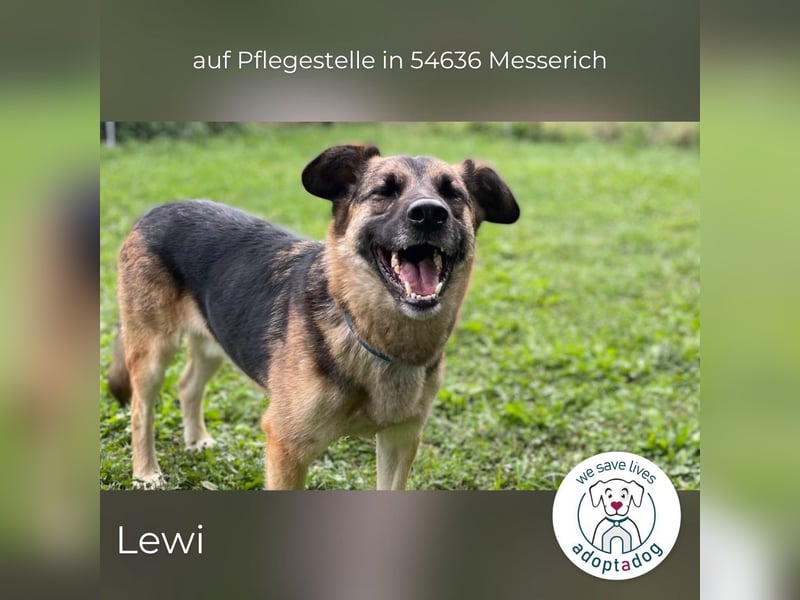 Lewi: stattlich, eleganter Rüde in Messerich (D) auf Pflegestelle