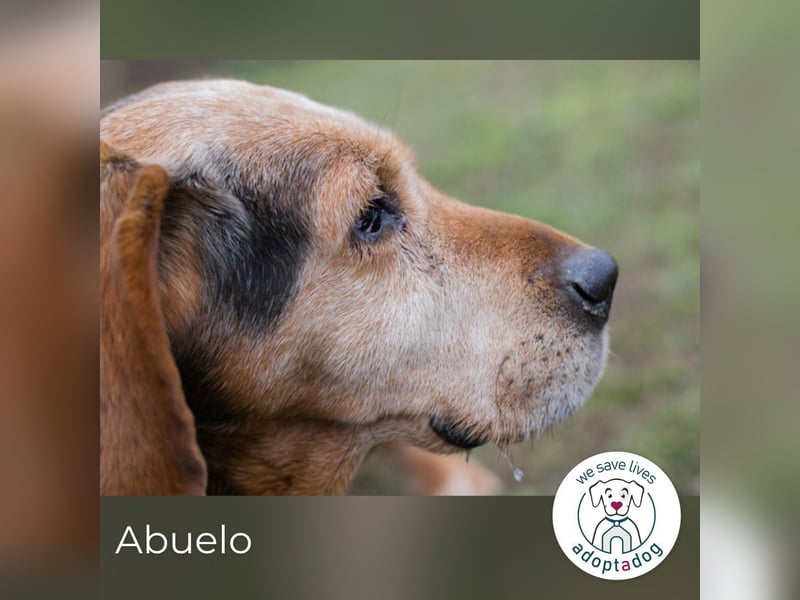 Abuelo: Senior sucht ein Zuhause