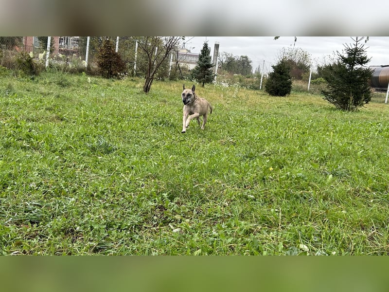 Darijo: Geschenk in Hundeform