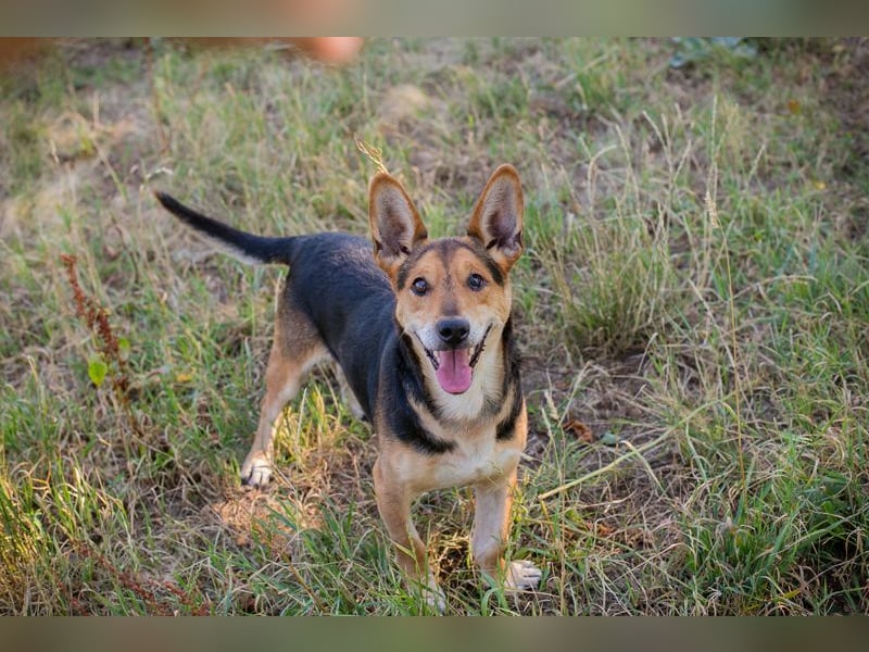 Sparky: sucht ein Zuhause