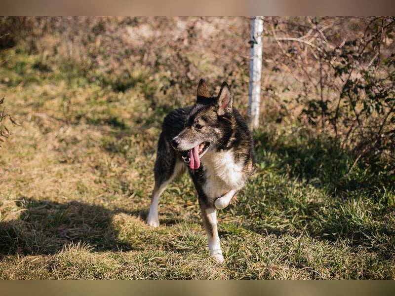 Collin: Lieber Hund mit Handicap