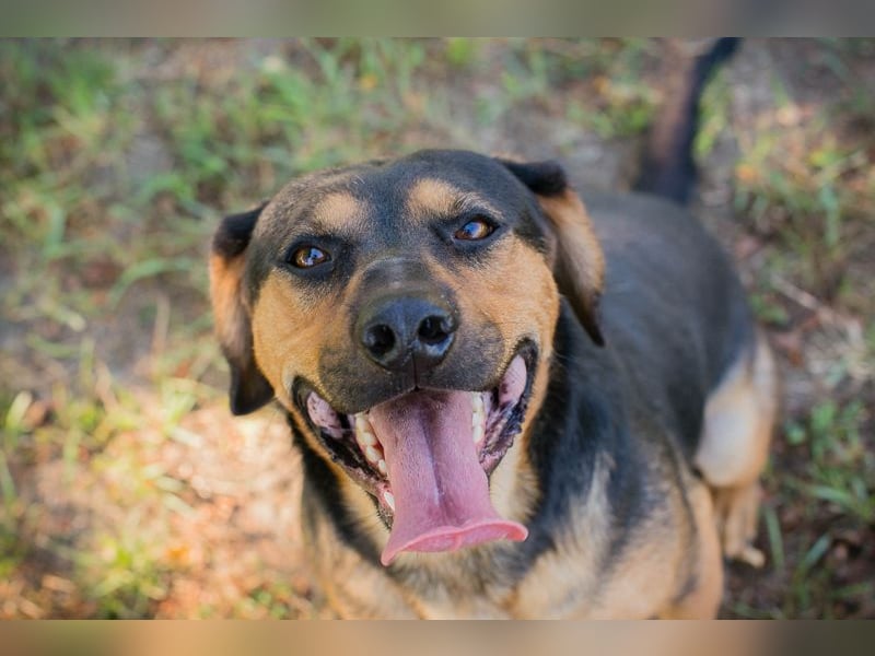 Chip 232046: Sucht ein Zuhause