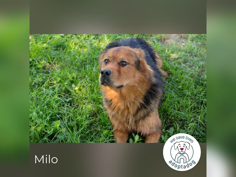 Milo – Harte Schale, weicher Kern