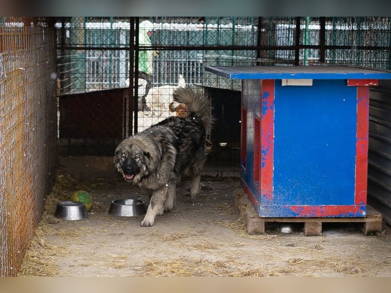 Paul: Besonderer Hund braucht ein Zuhause
