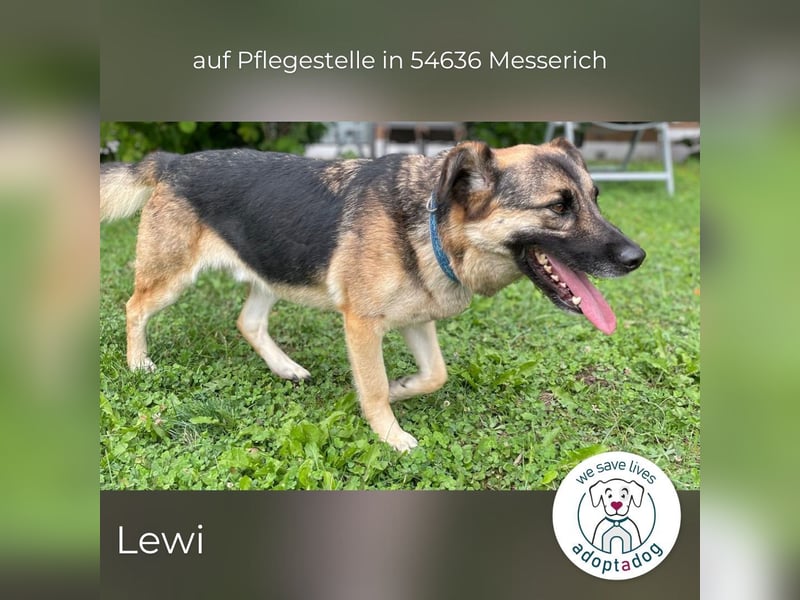 Lewi: stattlich, eleganter Rüde in Messerich (D) auf Pflegestelle