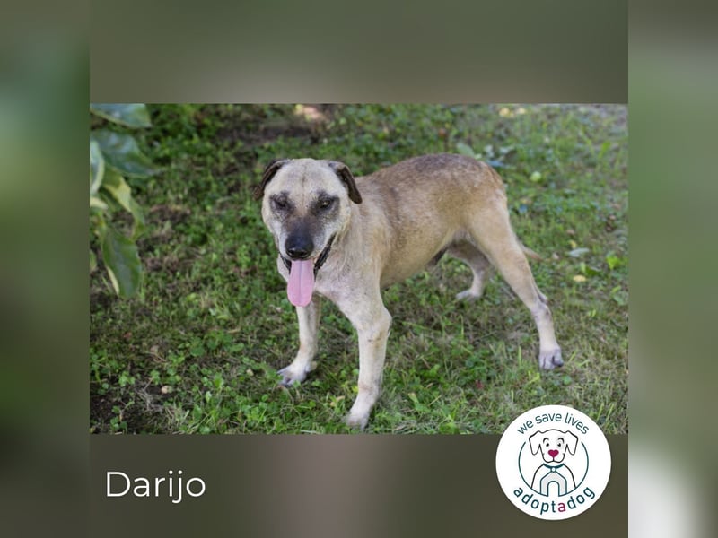 Darijo: Geschenk in Hundeform