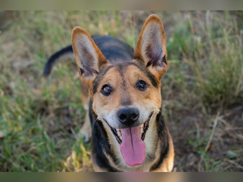Sparky: sucht ein Zuhause