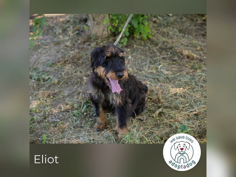 Eliot: Sucht ein Zuhause