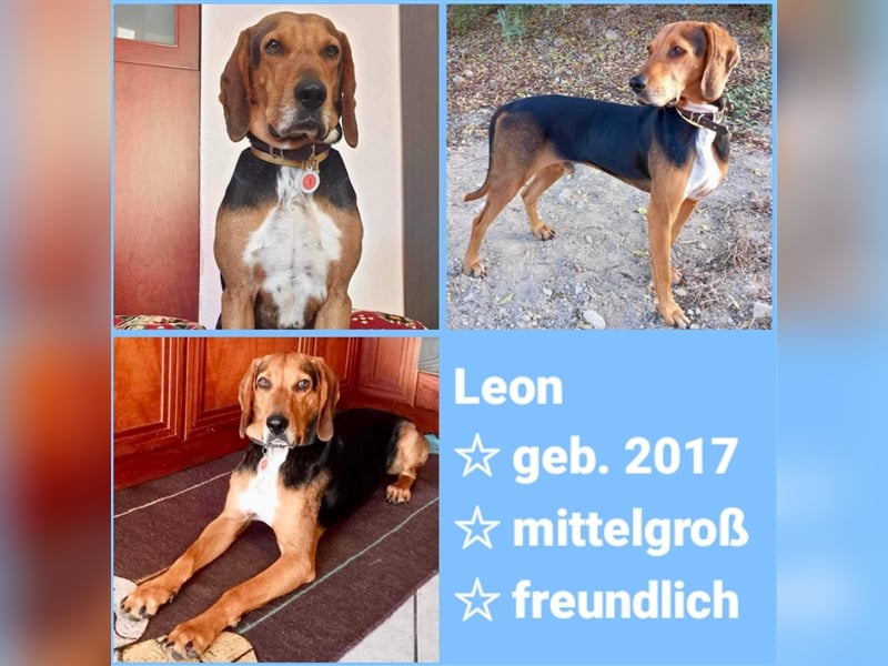 Lieber Leon sucht warmes Körbchen