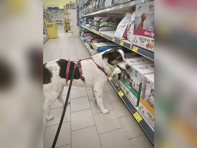 Lino, ein perfekter Begleiter