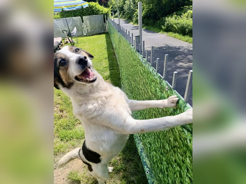 Lino, ein perfekter Begleiter