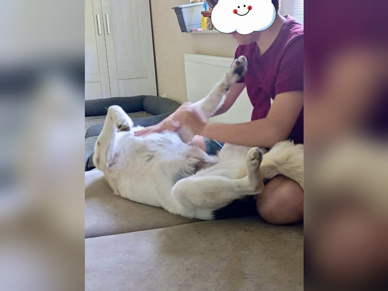 Lino, ein perfekter Begleiter