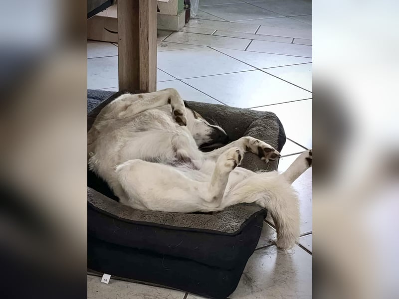Lino, ein perfekter Begleiter