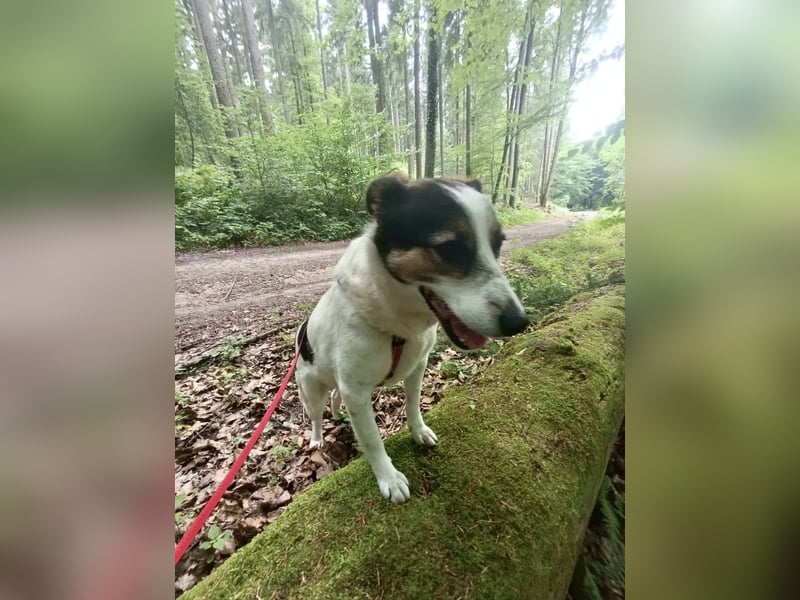 Lino, ein perfekter Begleiter