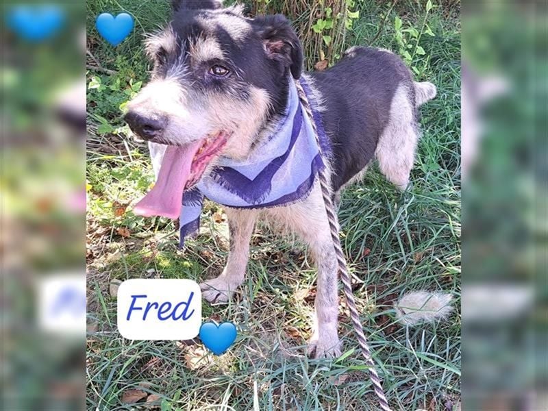 Fred 12 Jahre, wurde in Rumänien ausgesetzt