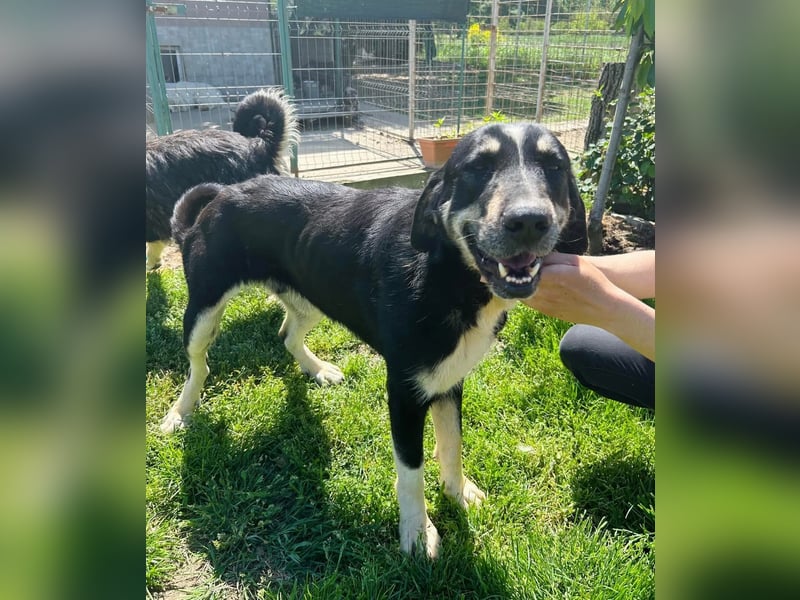 Gismo Tierschutzhund sucht ein Zuhause