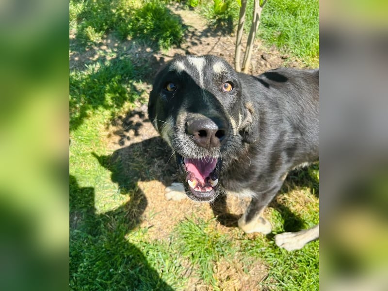 Gismo Tierschutzhund sucht ein Zuhause