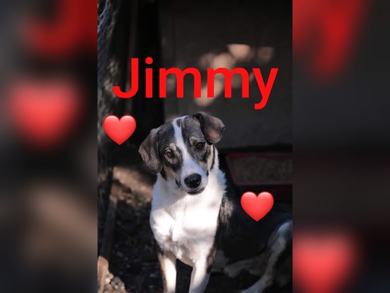 Welpe Jimmy möchte Rumänien ganz schnell verlassen