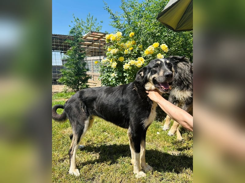 Gismo Tierschutzhund sucht ein Zuhause