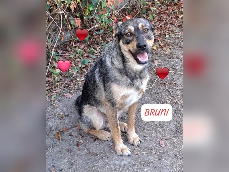 Bruni- Rüde Hundeschatz im besten Alter muss ins Tierheim