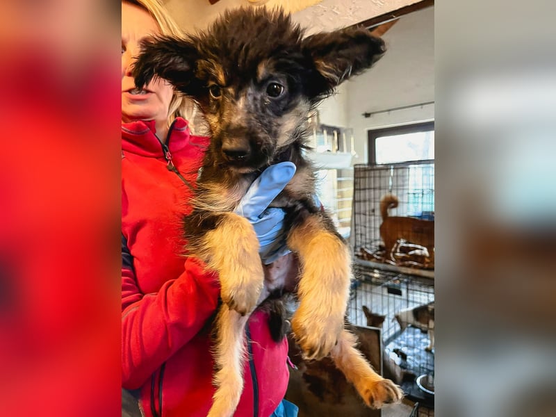 ⭐️EIKO⭐️echter Strahlemann, Rüde, 3,5 Jahre, 47 cm, Mischling, Tierschutz