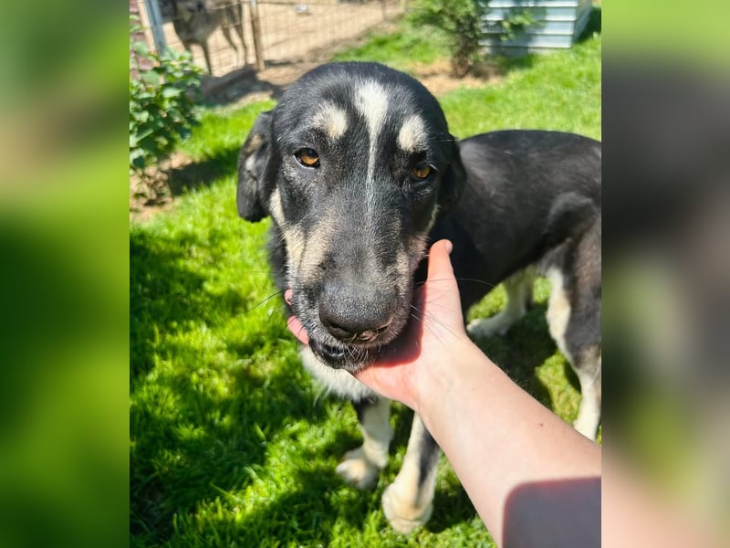 Gismo Tierschutzhund sucht ein Zuhause