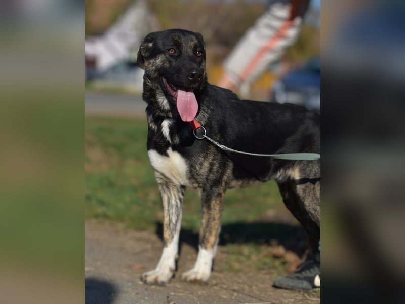 Max, so ein hübscher Bub, wartet in Rumänien auf die Ausreise