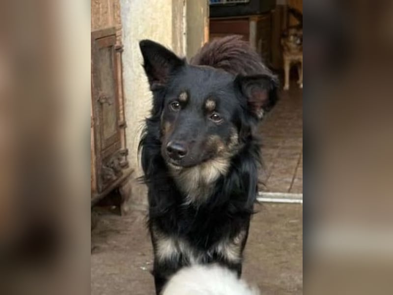 ⭐️EIKO⭐️echter Strahlemann, Rüde, 3,5 Jahre, 47 cm, Mischling, Tierschutz