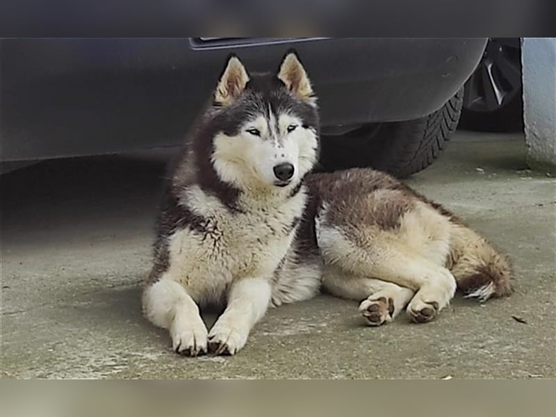 Malamut Mädel Nova lebt in Berlin bei einer Orga
