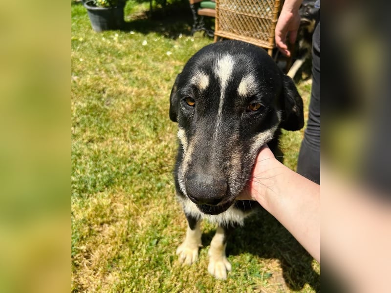 Gismo Tierschutzhund sucht ein Zuhause