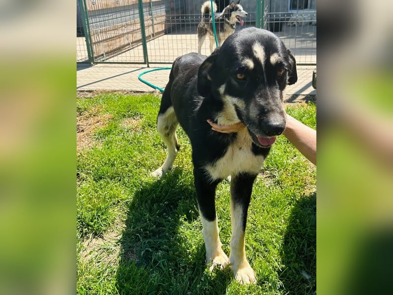 Gismo Tierschutzhund sucht ein Zuhause
