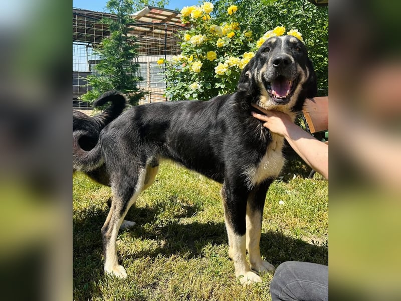 Gismo Tierschutzhund sucht ein Zuhause