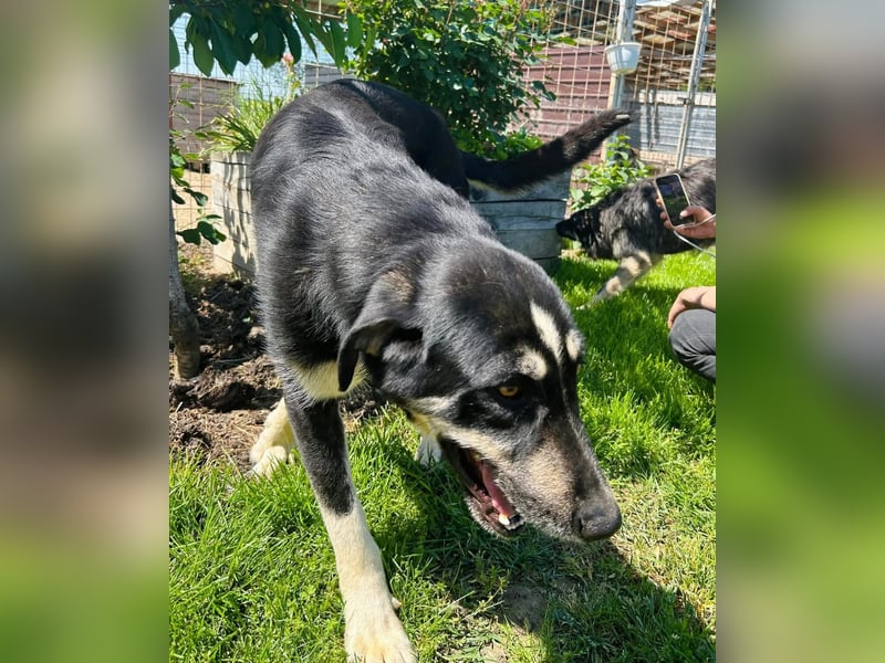 Gismo Tierschutzhund sucht ein Zuhause