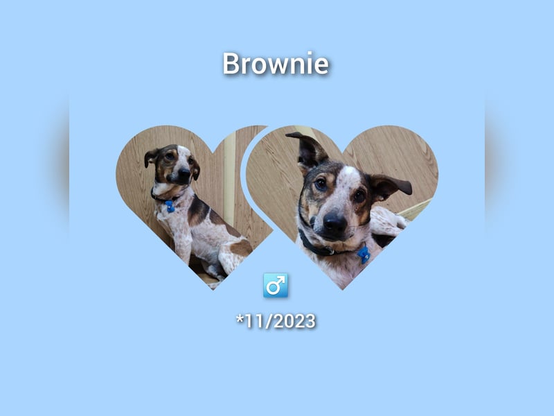 Rüde Brownie möchte Rumänien schnell verlassen