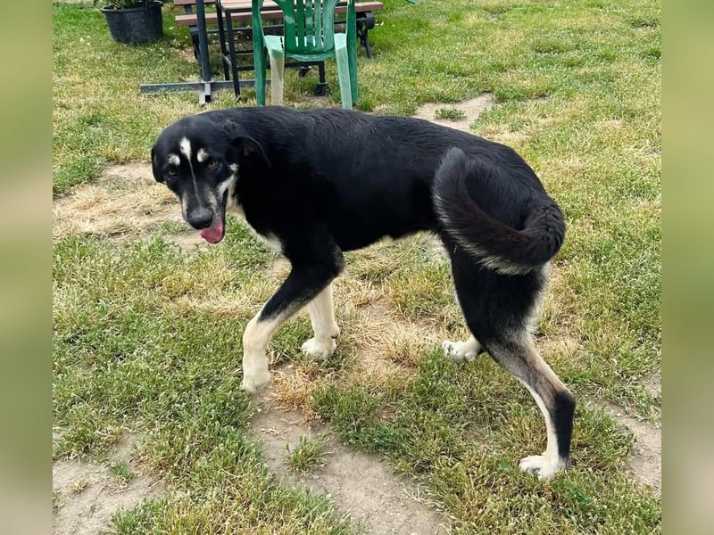 Gismo Tierschutzhund sucht ein Zuhause